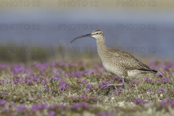 Whimbrel (Numenius phaeopus), Manitoba, Canada