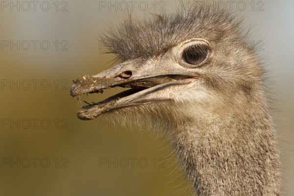 Common Ostrich (Struthio camelus), Rhineland-Palatinate, Germany