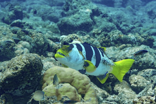 Vibrant Blue-spotted coral grouper glides through the coral reefs in the Maldives, showcasing its striking black and white stripes and bright yellow fins amidst clear turquoise waters