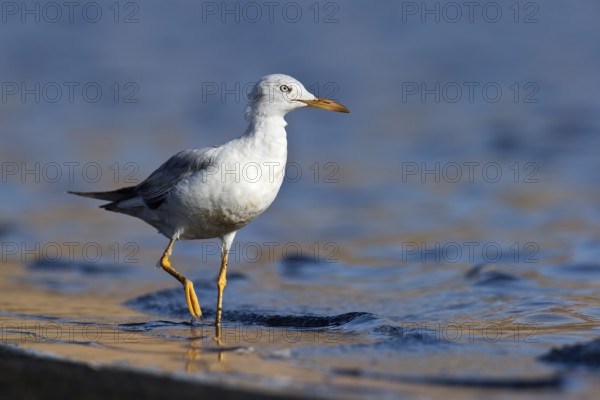 Slender-billed Gull (Chroicocephalus genei), Eilat, Israel