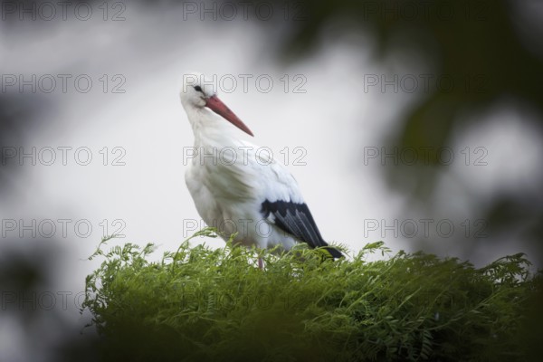 White Stork (Ciconia ciconia), Netherlands