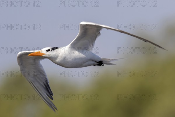 Royal Tern (Thalasseus maximus) flying, Escuintla, Guatemala