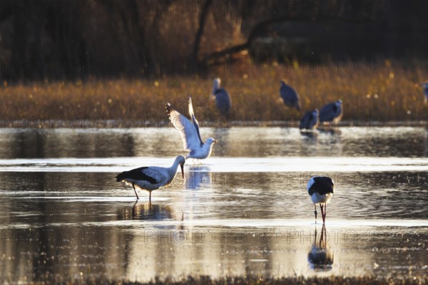 A variety of birds gather in a tranquil wetland at sunset, creating a serene scene of nature beauty. The setting sun casts a warm glow over the reflective water in wetland of the Emporda