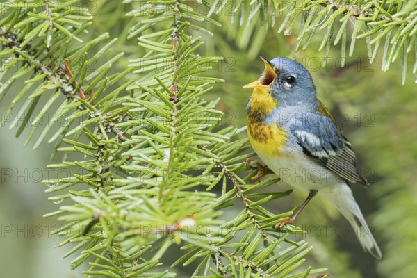 Northern Parula (Setophaga americana) perched on a branch in Ontario, Canada