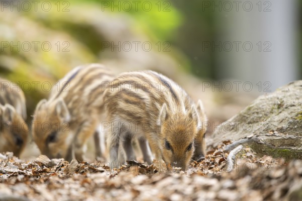 Wild boar (Sus scrofa) piglets standing in a forest, Bavaria, Germany