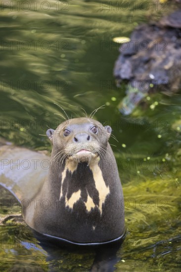 Portrait of a male giant otter or giant river otter (Pteronura brasiliensis)