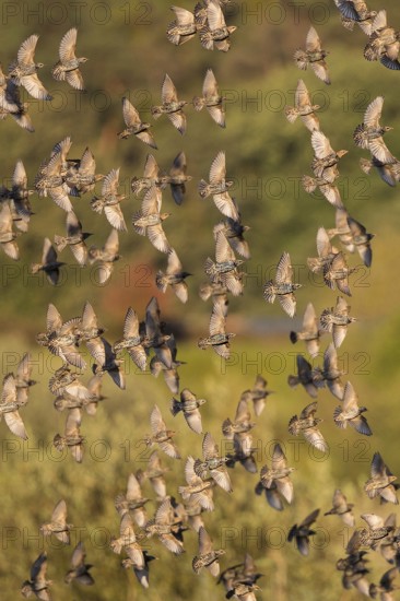 Common Starling (Sturnus vulgaris) large swarm flying in at sleeping place, Brandenburg, Germany