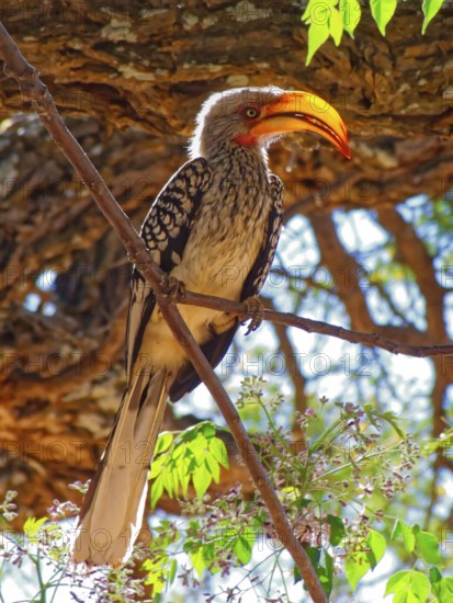 A yellow-billed hornbill, Tockus flavirostris, a species of hornbill, in a tree in Botswana. Buitepos, Botswana
