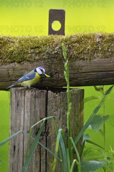 Eurasian Blue Tit (Cyanistes caeruleus) feeding offspring in nest, Hesse, Germany