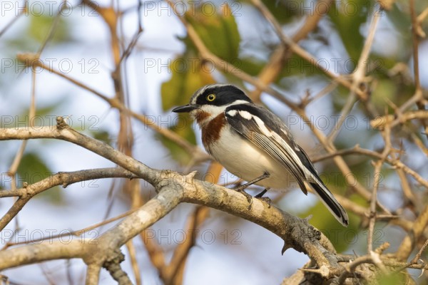 Chinspot Batis (Batis molitor) female perched on a branch, South Africa