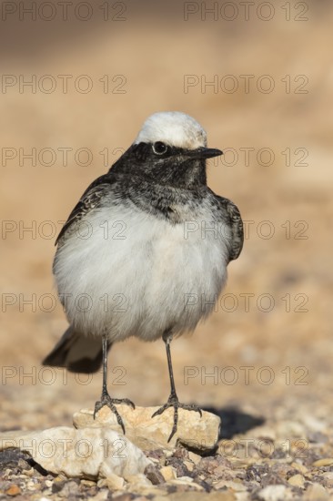 Hooded Wheatear (Oenanthe monacha) male, Eilat, Israel