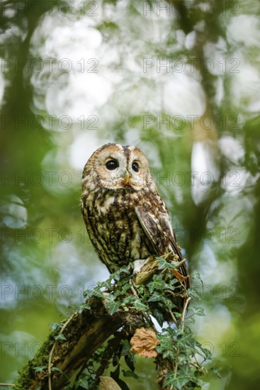 Tawny Owl (Strix aluco) captive, Germany