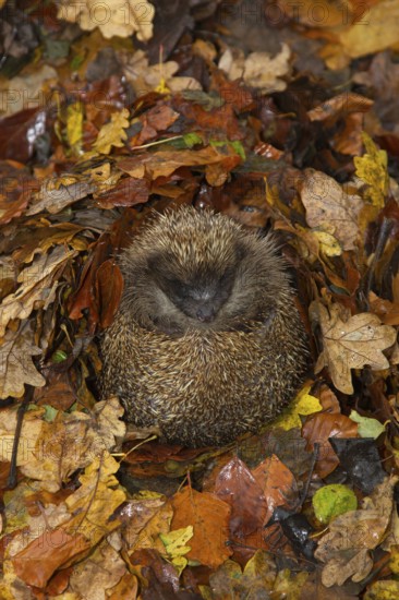 European hedgehog (Erinaceus europaeus) adult animal sleeping on fallen autumn leaves during hibernation, England, United Kingdom