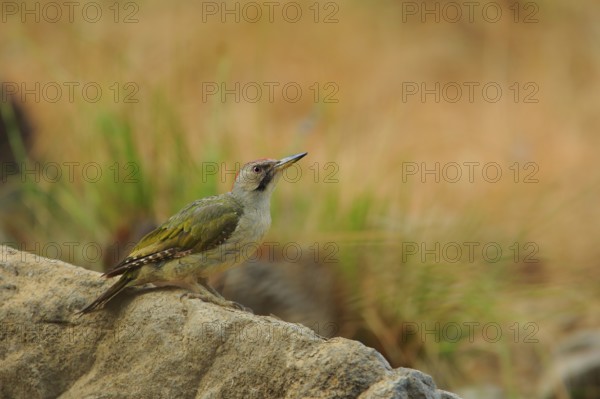 European Green Woodpecker (Picus viridis) female, Andalusia, Spain