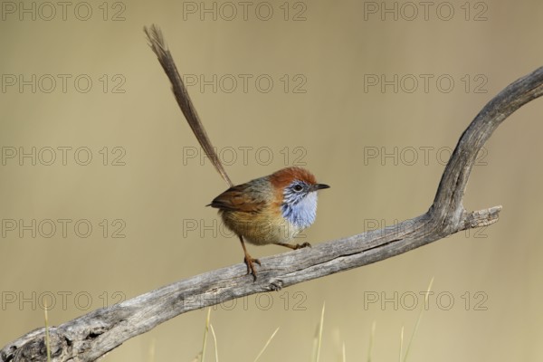 Rufous-crowned Emu-wren (Stipiturus ruficeps) male, Northern Territory, Australia