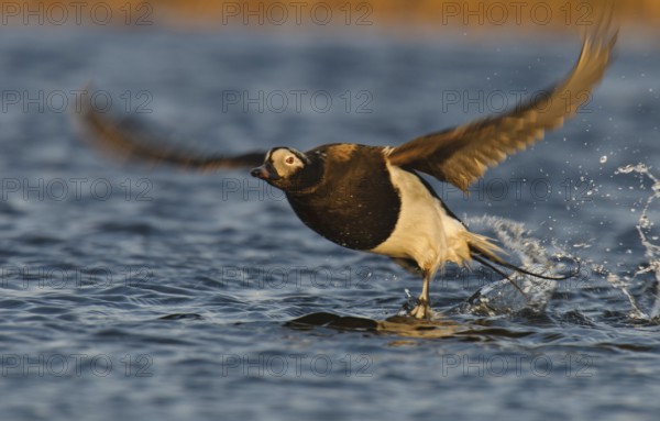 Long-tailed Duck (Clangula hyemalis) male, Alaska, USA