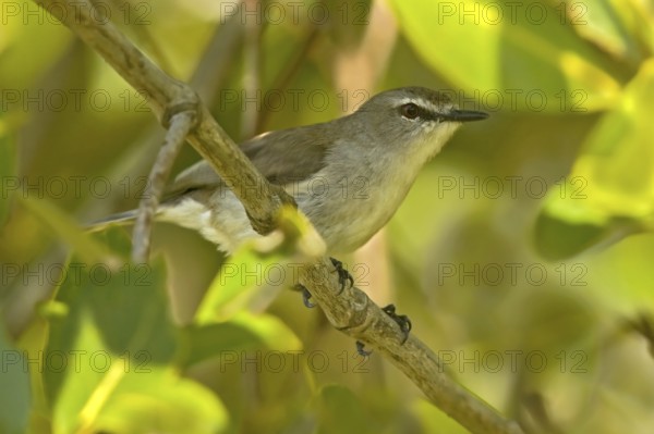 Mangrove Gerygone (Gerygone levigaster cantator), Queensland, Australia
