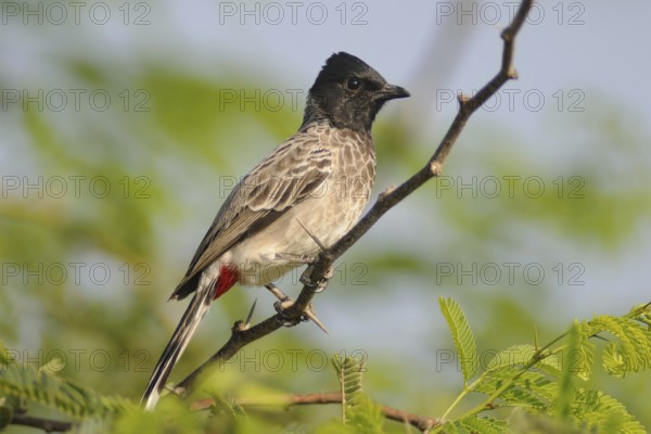 Red-vented Bulbul (Pycnonotus cafer), India