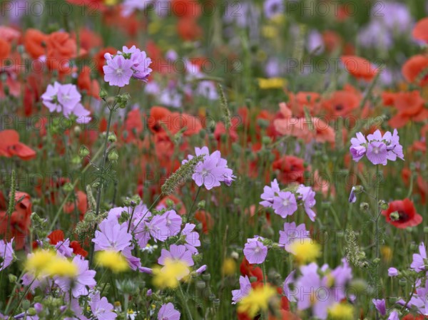 Species-rich, colourful flowering meadow with musk mallow (Malva moschata), Lower Rhine, North Rhine-Westphalia, Germany