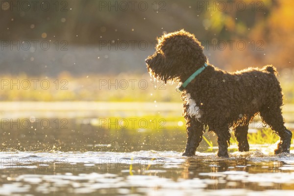 A curly-haired dog with a green collar joyfully explores a sunlit river, with water droplets sparkling in the warm glow. Captures a carefree summer moment