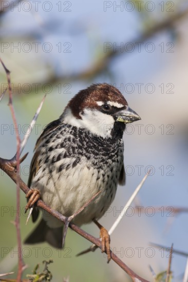 Spanish Sparrow - Weidensperling - Passer hispaniolensis ssp. transcaspicus, male, Turkey
