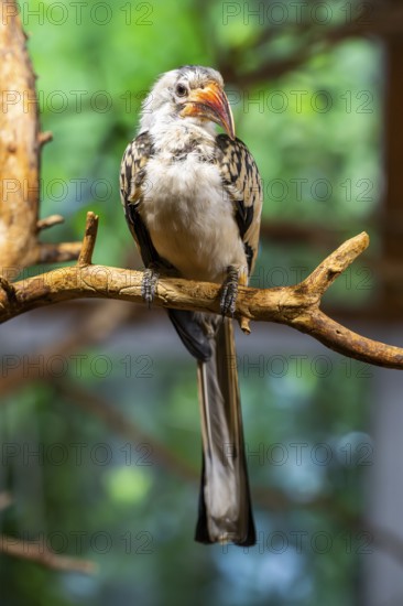 Northern red-billed hornbill (Tockus erythrorhynchus) sitting on a branch, captive, Bavaria, Germany