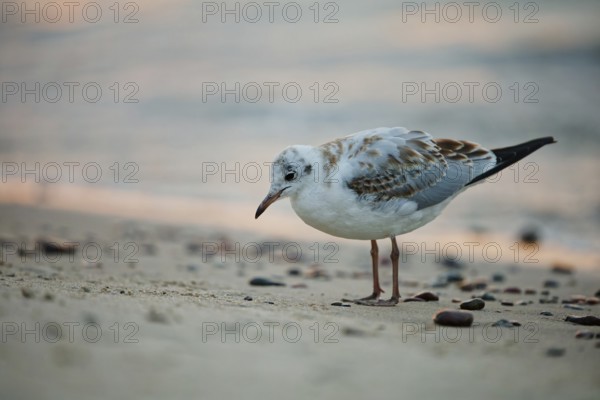Black-headed gull (Chroicocephalus ridibundus) walking along a sandy beach in warm evening light with soft waves in the background and shallow depth of field, Poland