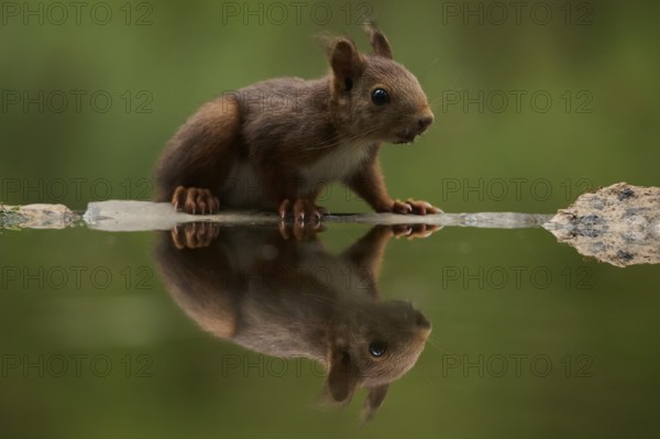 A squirrel delicately balances on the edge of a tranquil lake, taking a drink surrounded by lush forest greenery. The serene scene captures the essence of peaceful wildlife moments