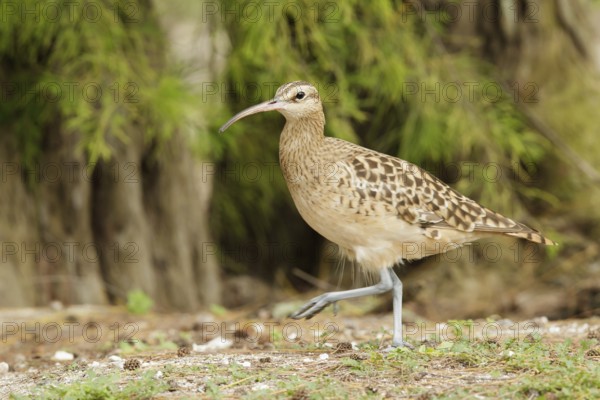 Bristle-thighed Curlew (Numenius tahitiensis), Hawaii, USA
