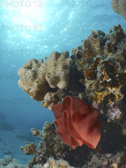 Spanish dancer spawn (Hexabranchus sanguineus)
