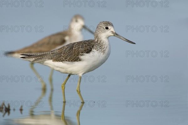 Common Greenshank (Tringa nebularia), Victoria, Australia
