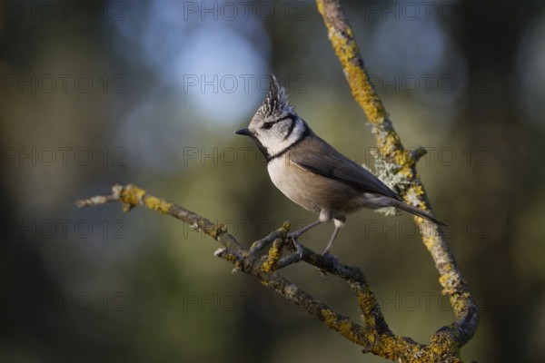 A crested tit bird, Lophophanes cristatus, with striking plumage perches on a lichen-covered branch in a lush forest setting The blurred background enhances the bird's detailed appearance