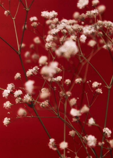 A stunning close up of delicate white flowers set against a vibrant red background. The soft focus enhances the gentle, ethereal quality of the floral arrangement