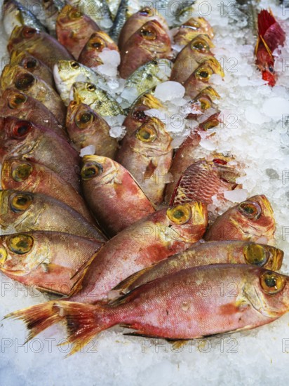 Red Sea Fish, Fish Market in Hurghada, Egypt