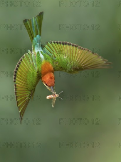 Chestnut-headed Bee-eater (Merops leschenaulti) flying with hawk moth in its beak, Darjeeling, India