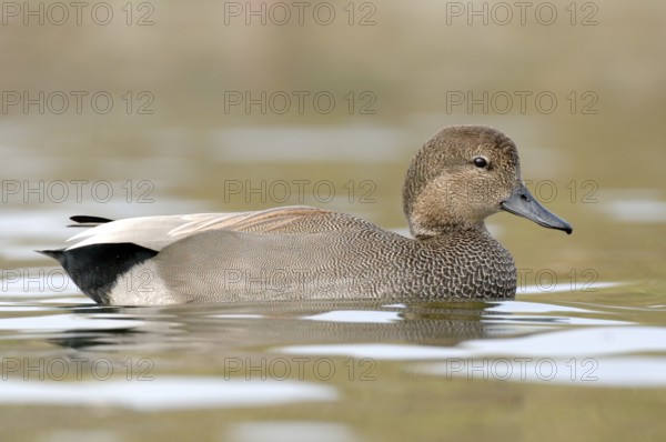 Gadwall (Mareca strepera) male, Texas, USA