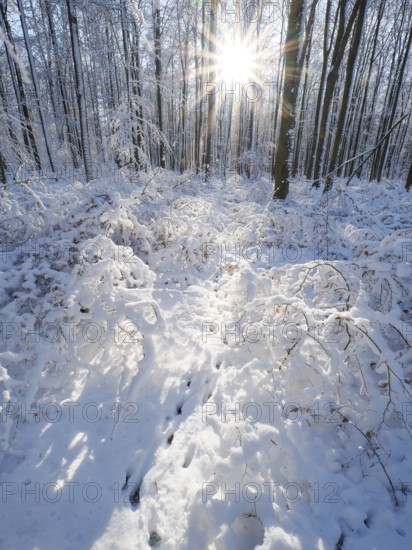 Beech woodland (Fagus sylvatica), trees and undergrowth covered in hoarfrost and snow in winter, the sun appearing as a sunburst effect, Escheberger Wald, North Hesse, Germany