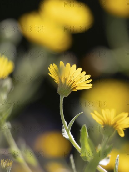Photo art, depicted by blurred out of focus flowers of the rough hawksbeard (Crepis biennis), Extremadura, Spain