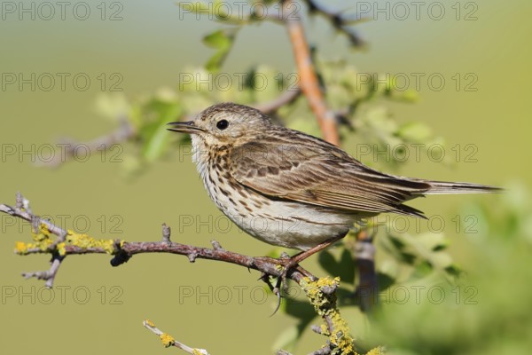 Meadow Pipit (Anthus pratensis), Schleswig-Holstein, Germany