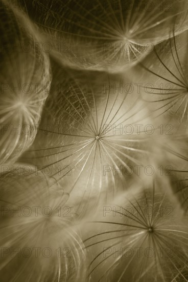 Western salsify (Tragopogon dubius) - Large dandelion, Close Up, Raunheim, Hesse, Germany