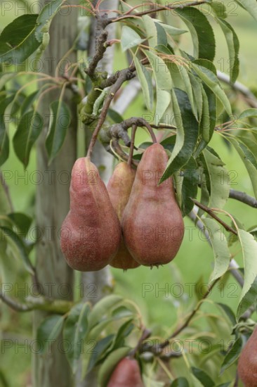 Pear (Pyrus communis 'Karina'), Merkel family, Veitshöchheim, Bavaria, Germany