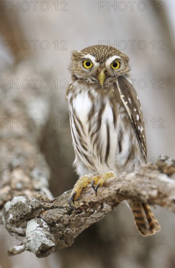 Ferruginous Pygmy Owl (Glaucidium brasilianum), Texas, USA