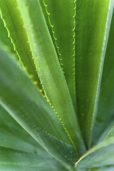 Agave (Agave Australis) plant, flora, detail, close up, medicine, health, medicinal plant, Australia