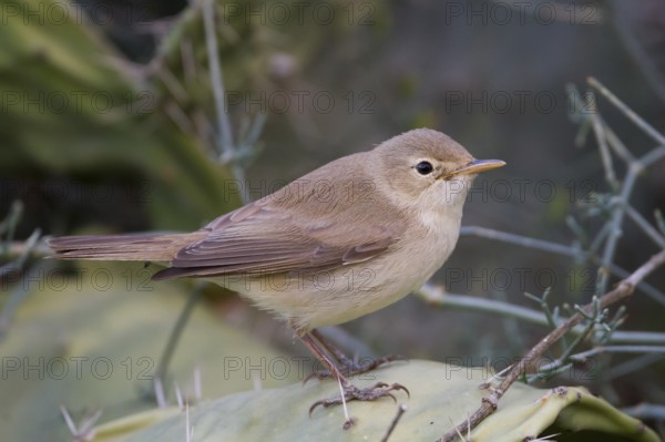 Eastern Olivaceous Warbler - Blassspoetter - Iduna pallida ssp. reiseri, Morocco