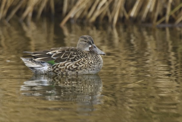 Northern Shoveler (Spatula clypeata) female, Arizona, USA