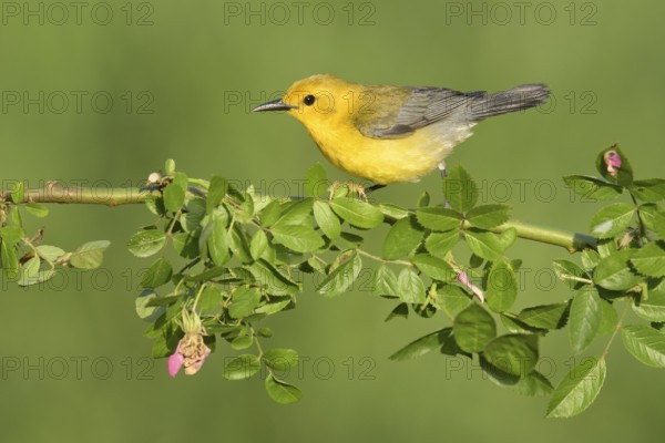 Prothonotary Warbler (Protonotaria citrea) perched on a twig, Texas, USA