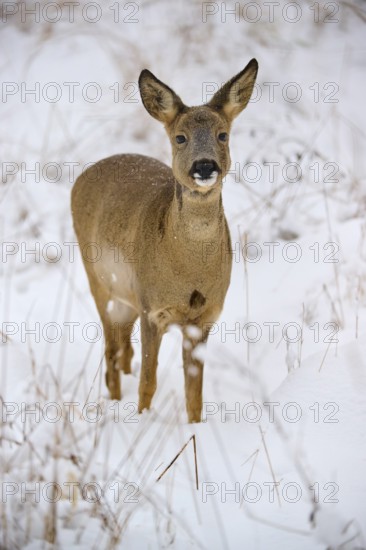 A roe deer stands attentively in a snow-covered meadow, head slightly tilted in a clear winter landscape, Winter, Roe deer (Capreolus capreolus), Hesse, Germany