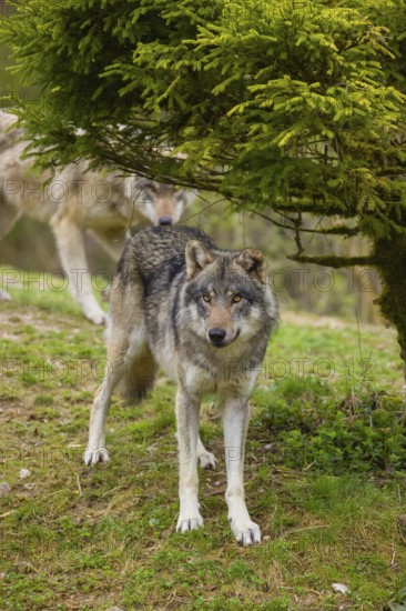 One eurasian gray wolf (Canis lupus lupus) stands on a small hill under a tree. A second wolf stands in the background