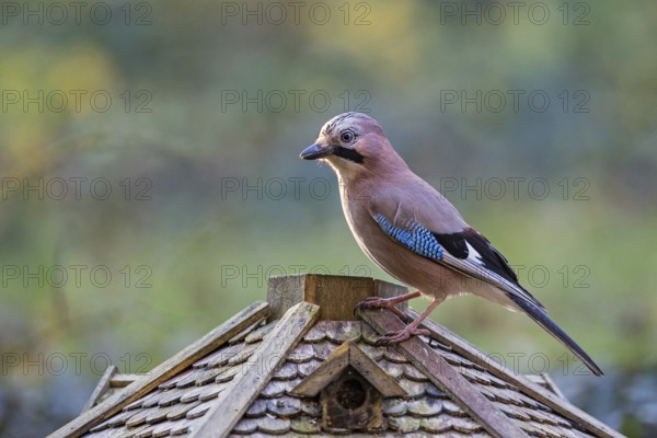 Eurasian Jay (Garrulus glandarius) at feeding house, Bavaria, Germany