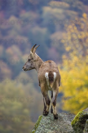 An adult female ibex (Capra ibex) stands on a rock. A forest in autumn colors can be seen in the background